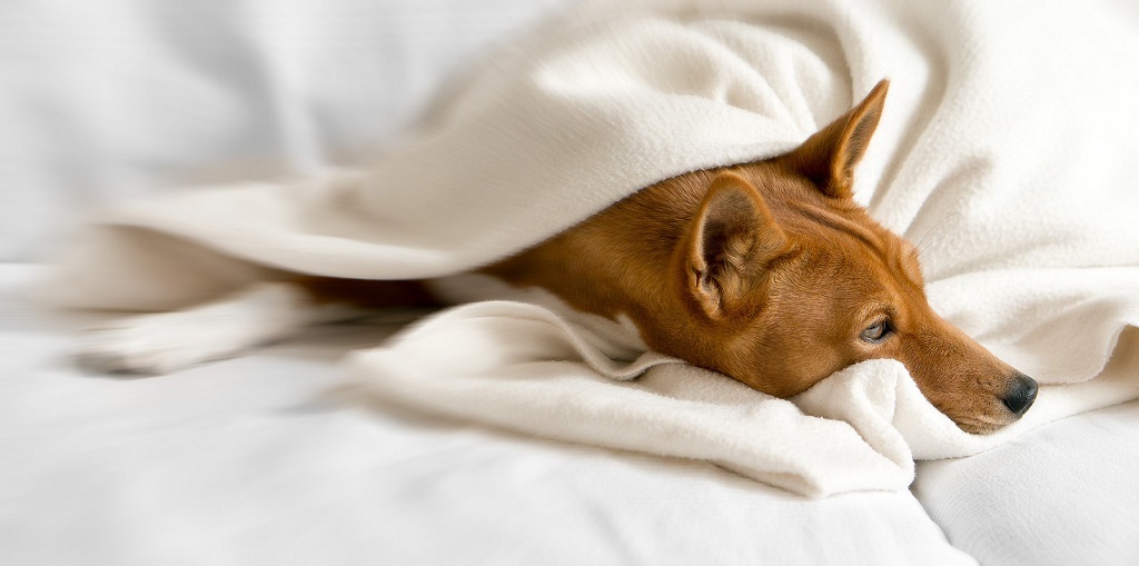 Basenji - African barking dog - Dog, Africa, Animals, Puppies, Longpost, The photo