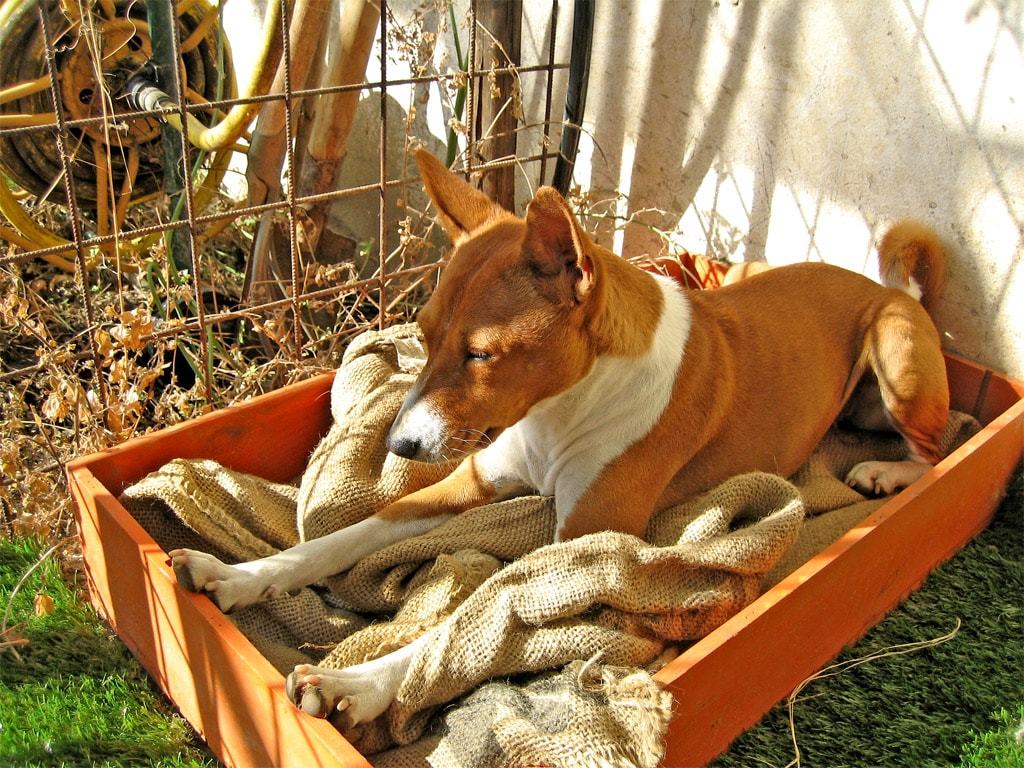 Basenji - African barking dog - Dog, Africa, Animals, Puppies, Longpost, The photo