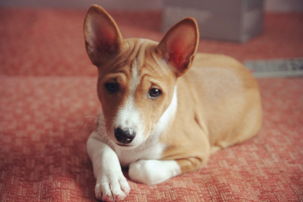 Basenji - African barking dog - Dog, Africa, Animals, Puppies, Longpost, The photo