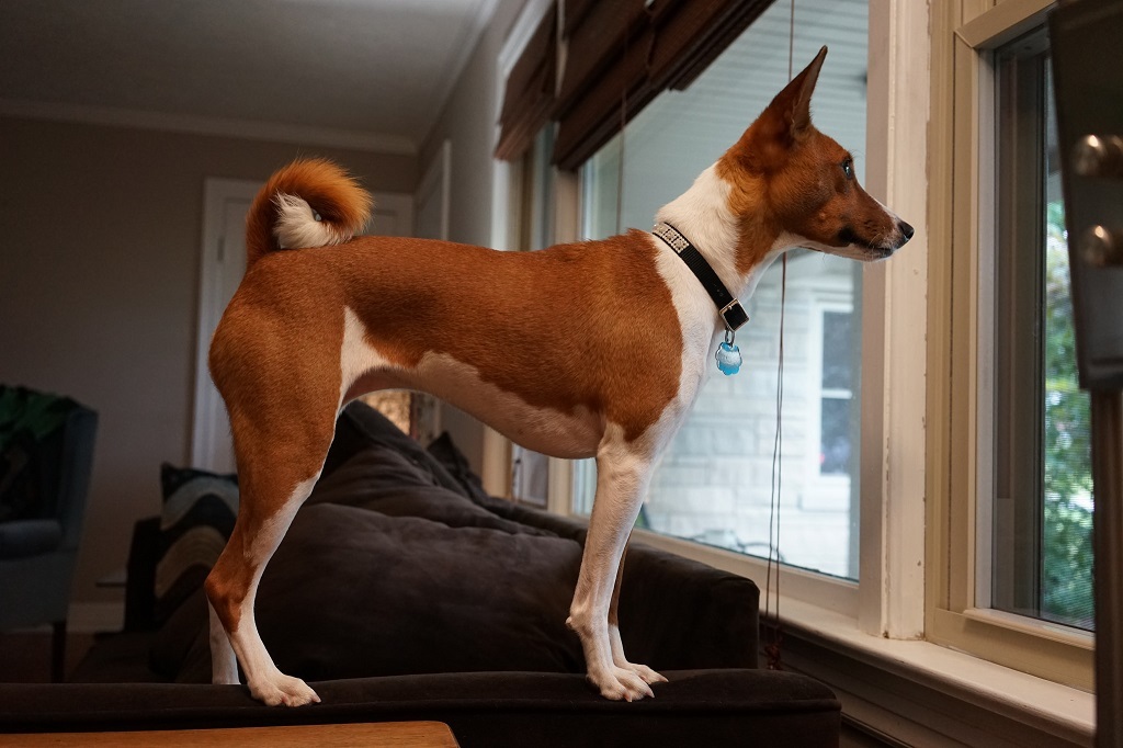 Basenji - African barking dog - Dog, Africa, Animals, Puppies, Longpost, The photo