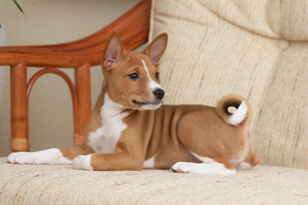 Basenji - African barking dog - Dog, Africa, Animals, Puppies, Longpost, The photo