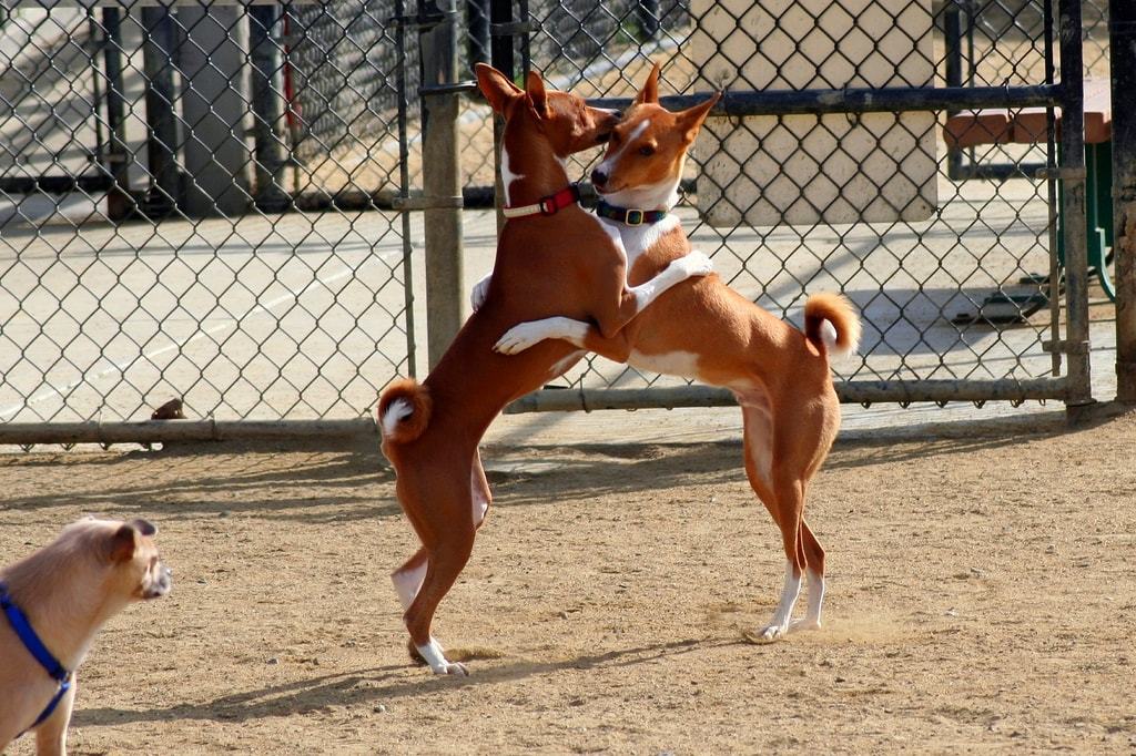 Basenji - African barking dog - Dog, Africa, Animals, Puppies, Longpost, The photo