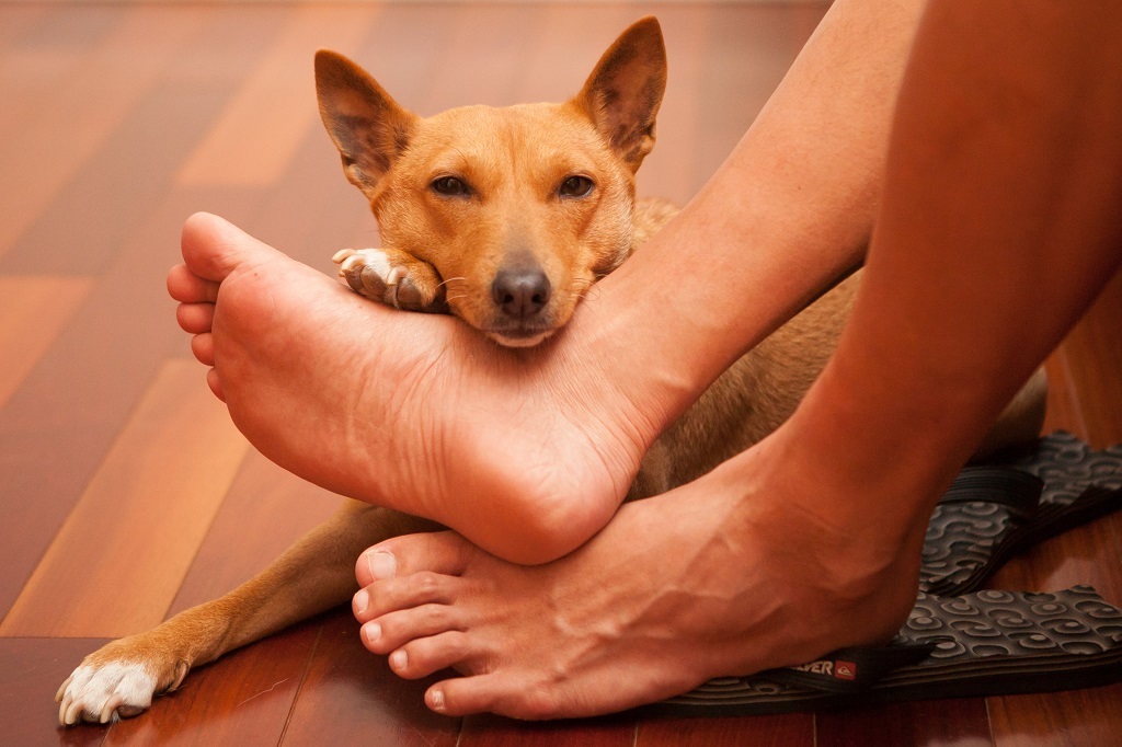 Basenji - African barking dog - Dog, Africa, Animals, Puppies, Longpost, The photo