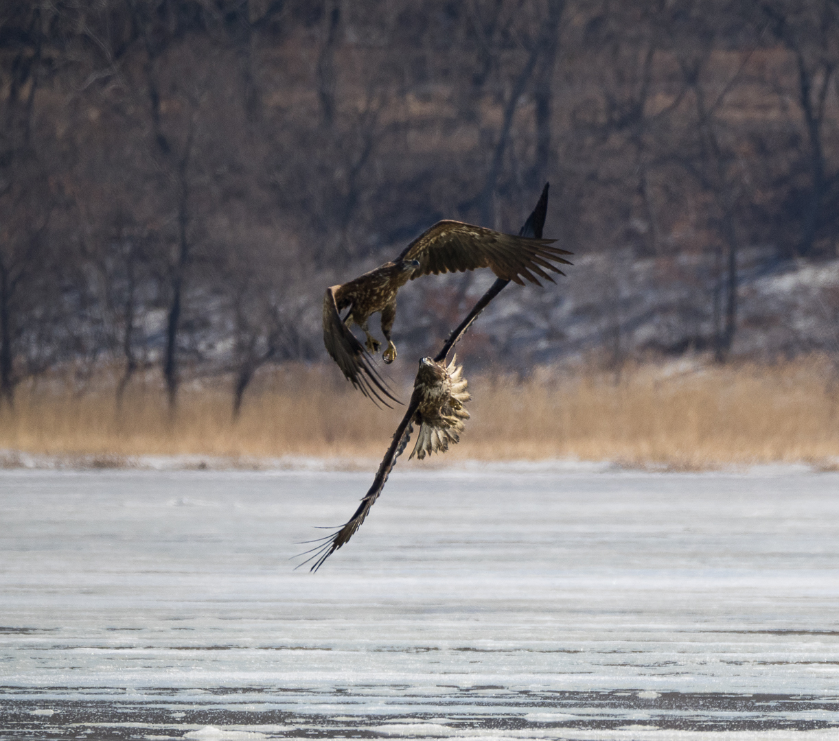 flying birds - My, Birds, Photo hunting, , Longpost, The photo