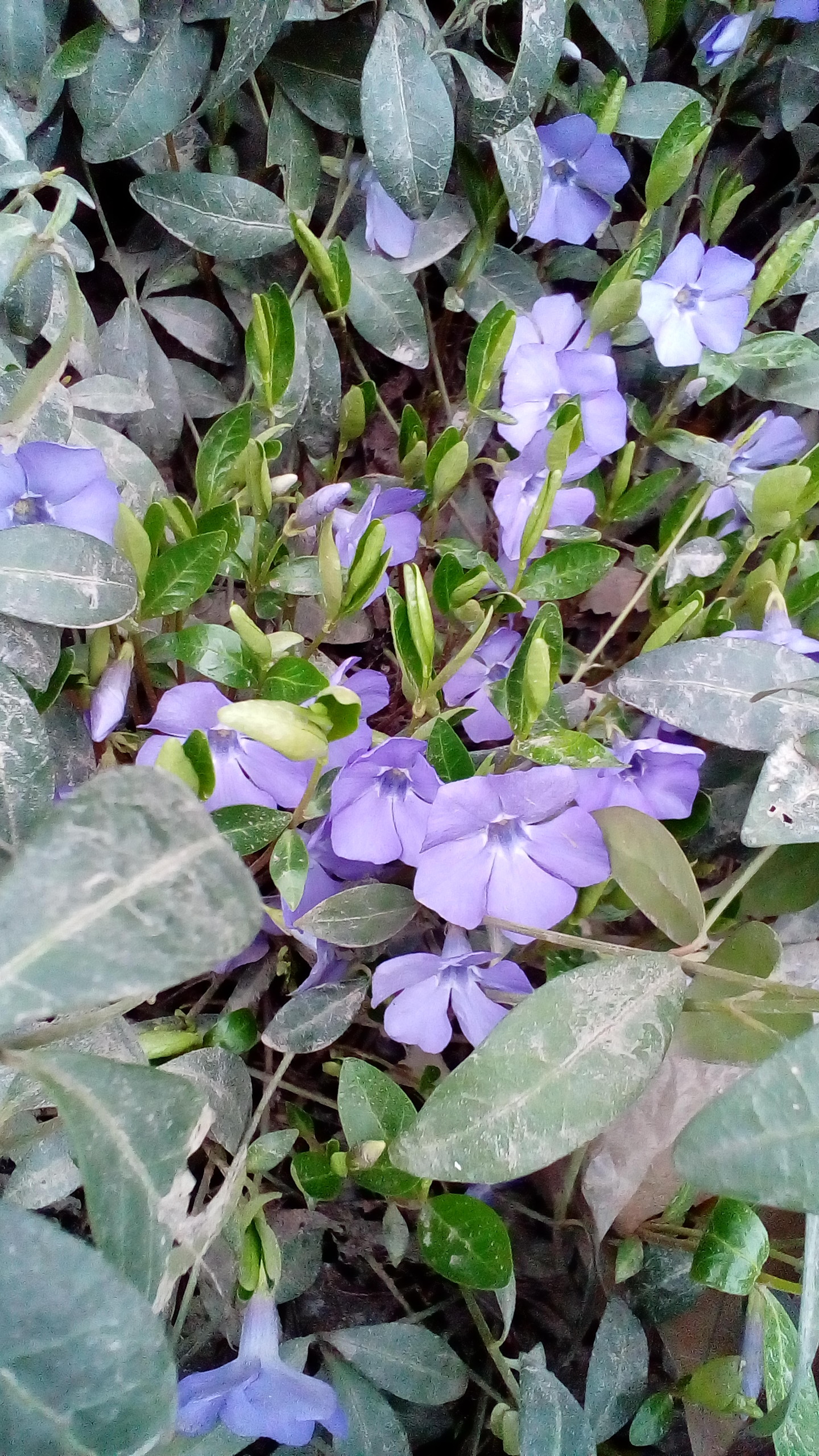 And in the Crimea, violets and periwinkles and old mailboxes bloomed. - My, Crimea, Flowers, Longpost