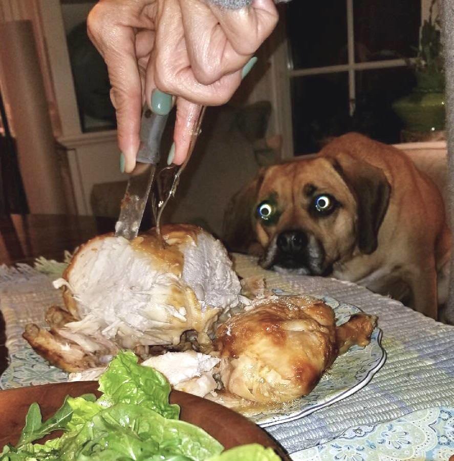 This look - Dog, Meat, Hen, Food, Sight, The photo