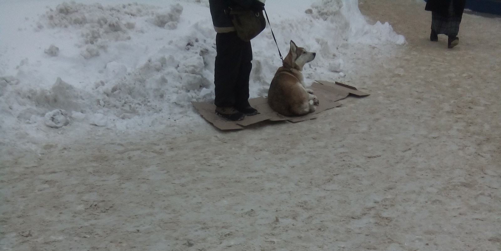 Beggar with a dog. Voronezh - Voronezh, Beggars, Dog, Lost, Laika, No rating