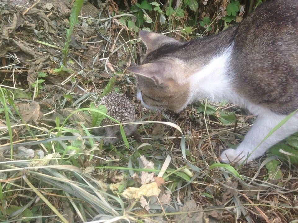 Мой кот, которого зовут Николай Иванович. - Моё, Кот, Котомафия, Длиннопост