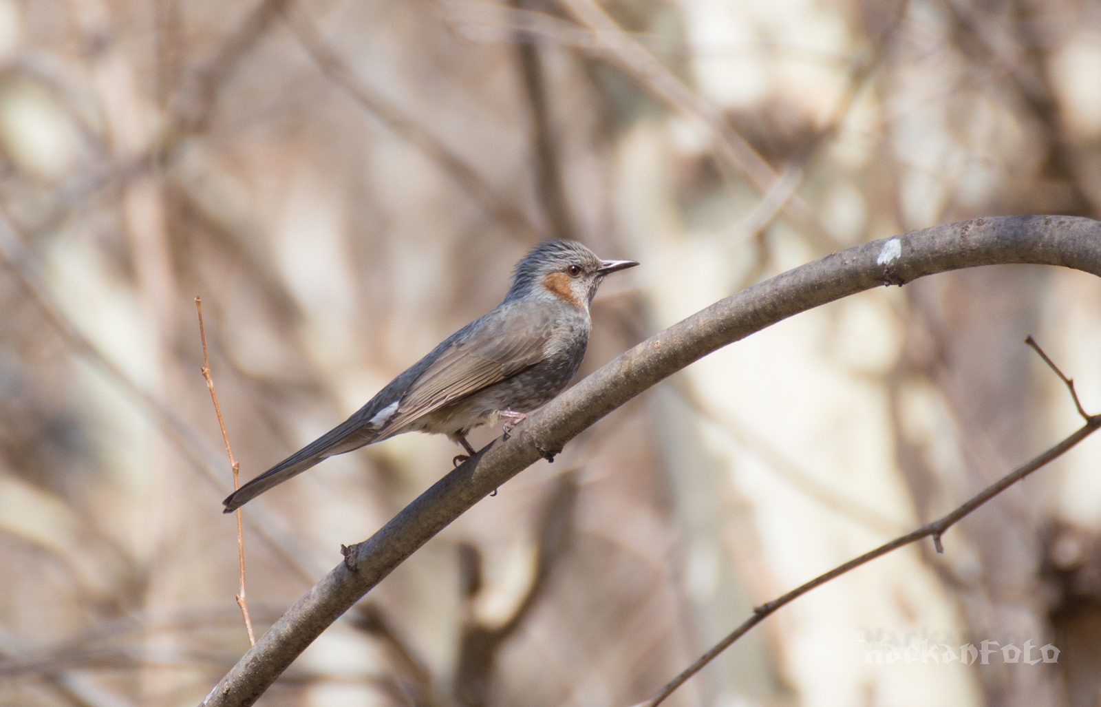 Tell me, what kind of bird? - My, Birds, Unknown, Seoul, Definition, Longpost