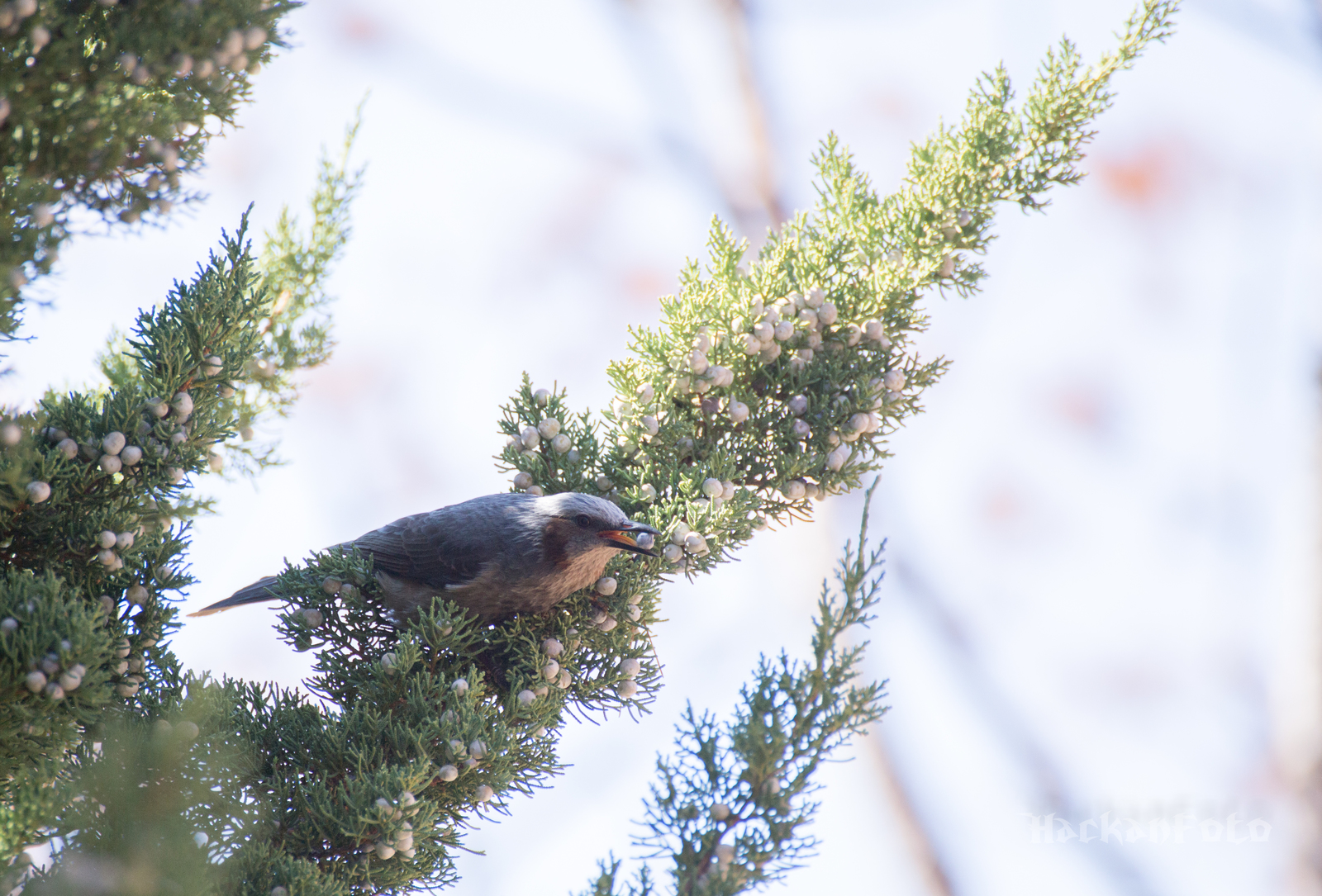 Tell me, what kind of bird? - My, Birds, Unknown, Seoul, Definition, Longpost