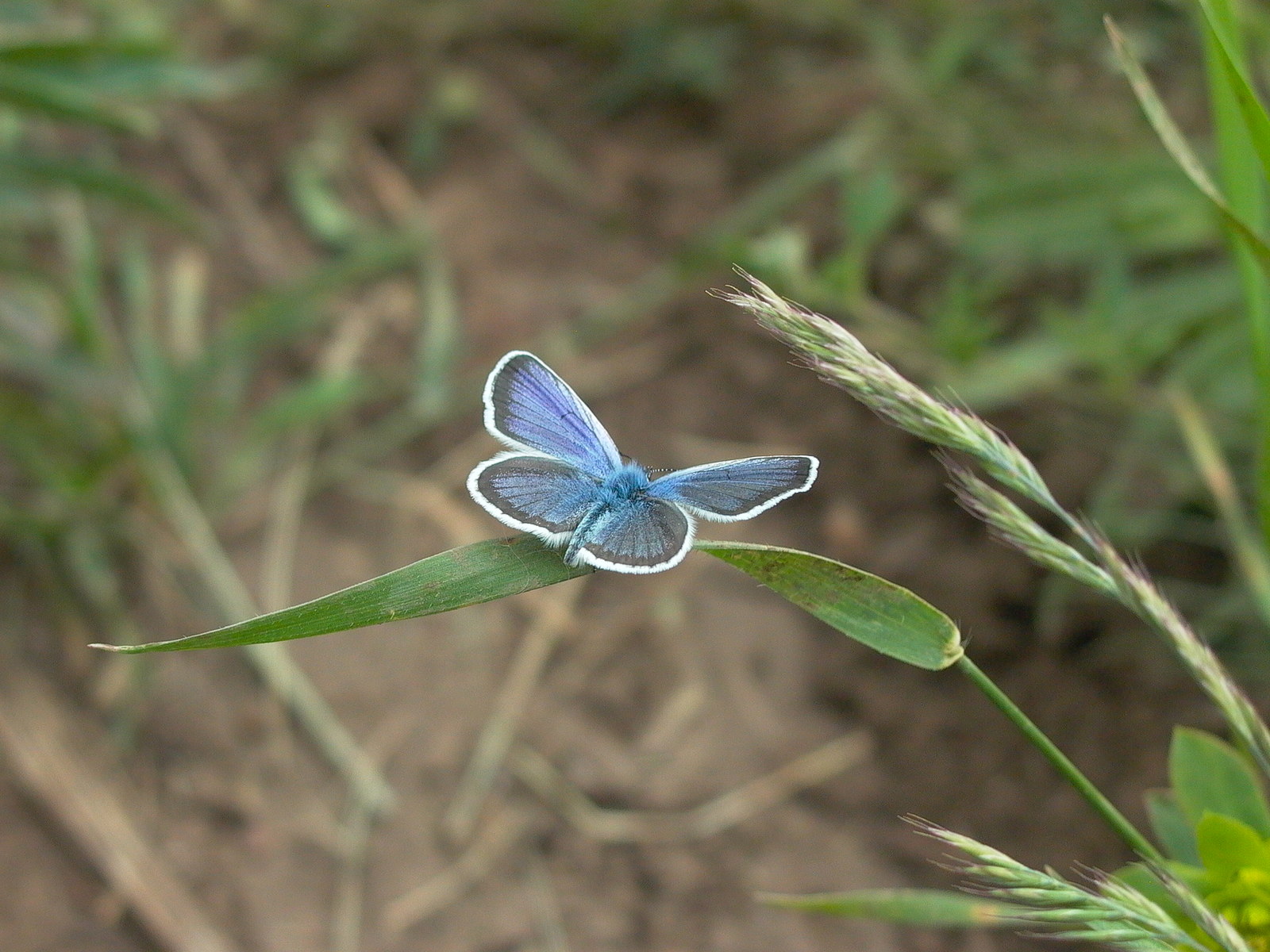 A small selection of colorful photos - My, the Rose, Cabbage butterfly, , , , Longpost