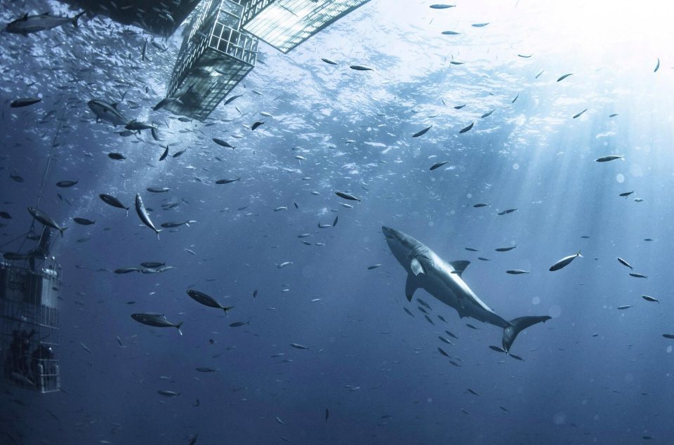 Photographer Captures Huge White Shark Circling Divers' Cage - Shark, Diving, The photo, Predator, Longpost