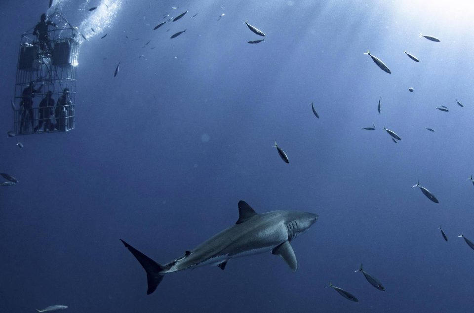 Photographer Captures Huge White Shark Circling Divers' Cage - Shark, Diving, The photo, Predator, Longpost