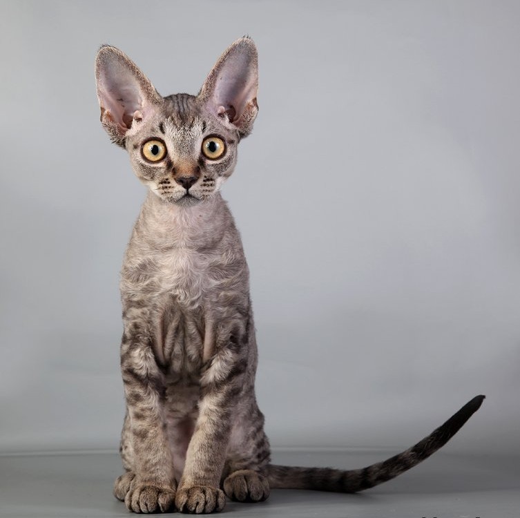 Devon Rex - cat, Breed, Devon Rex, Longpost