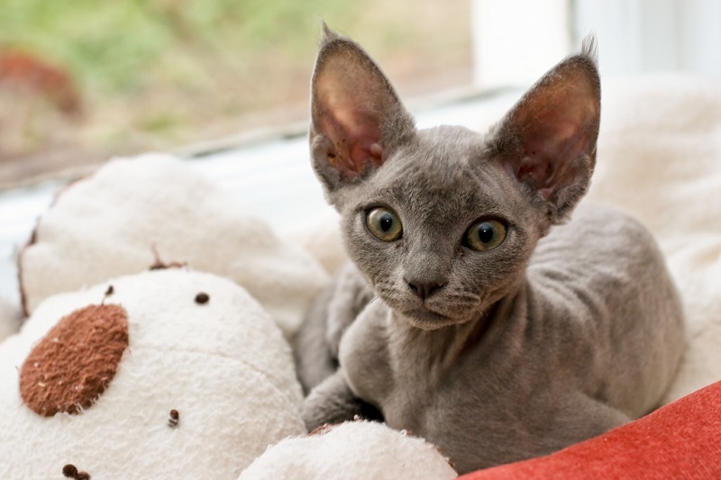 Devon Rex - cat, Breed, Devon Rex, Longpost