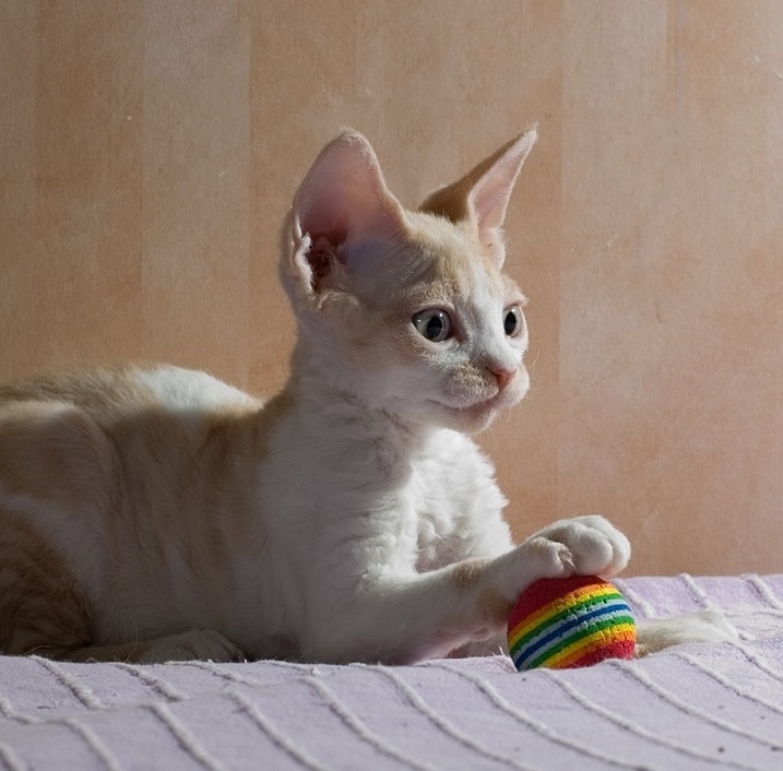 Devon Rex - cat, Breed, Devon Rex, Longpost