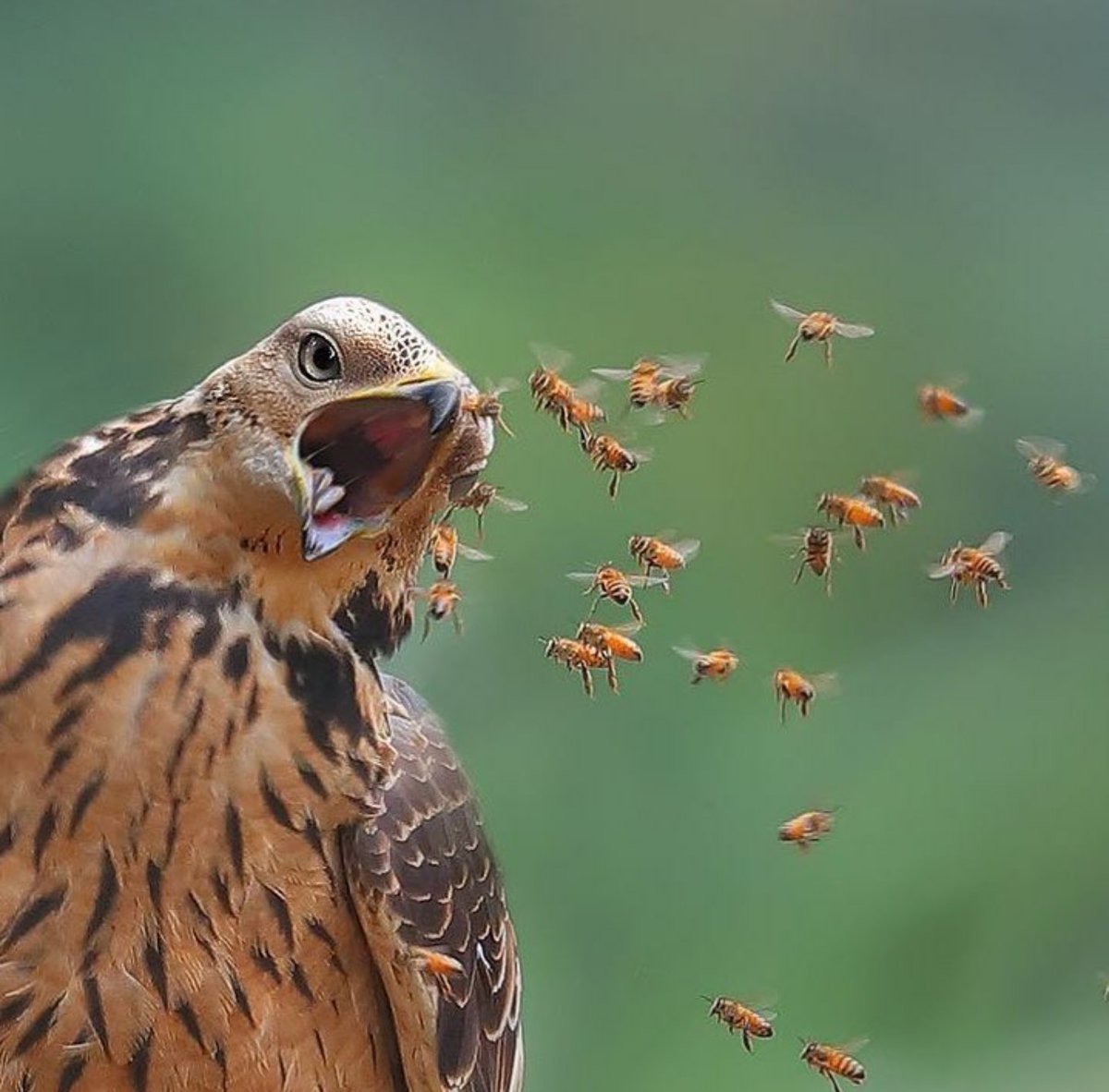 Yes, I did not take your honey! - Honey, Bees, Birds, The photo