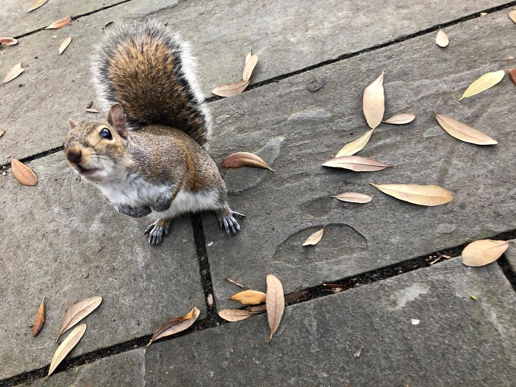 I think I made a new friend in the park today. - Squirrel, Animals, The park, Milota, Friends, Reddit