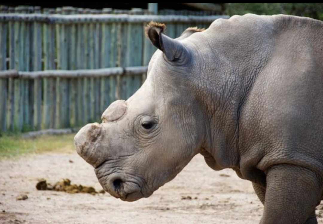 The last male northern white rhino on the planet has died. - Rhinoceros, Poachers, Endangered species, Animals