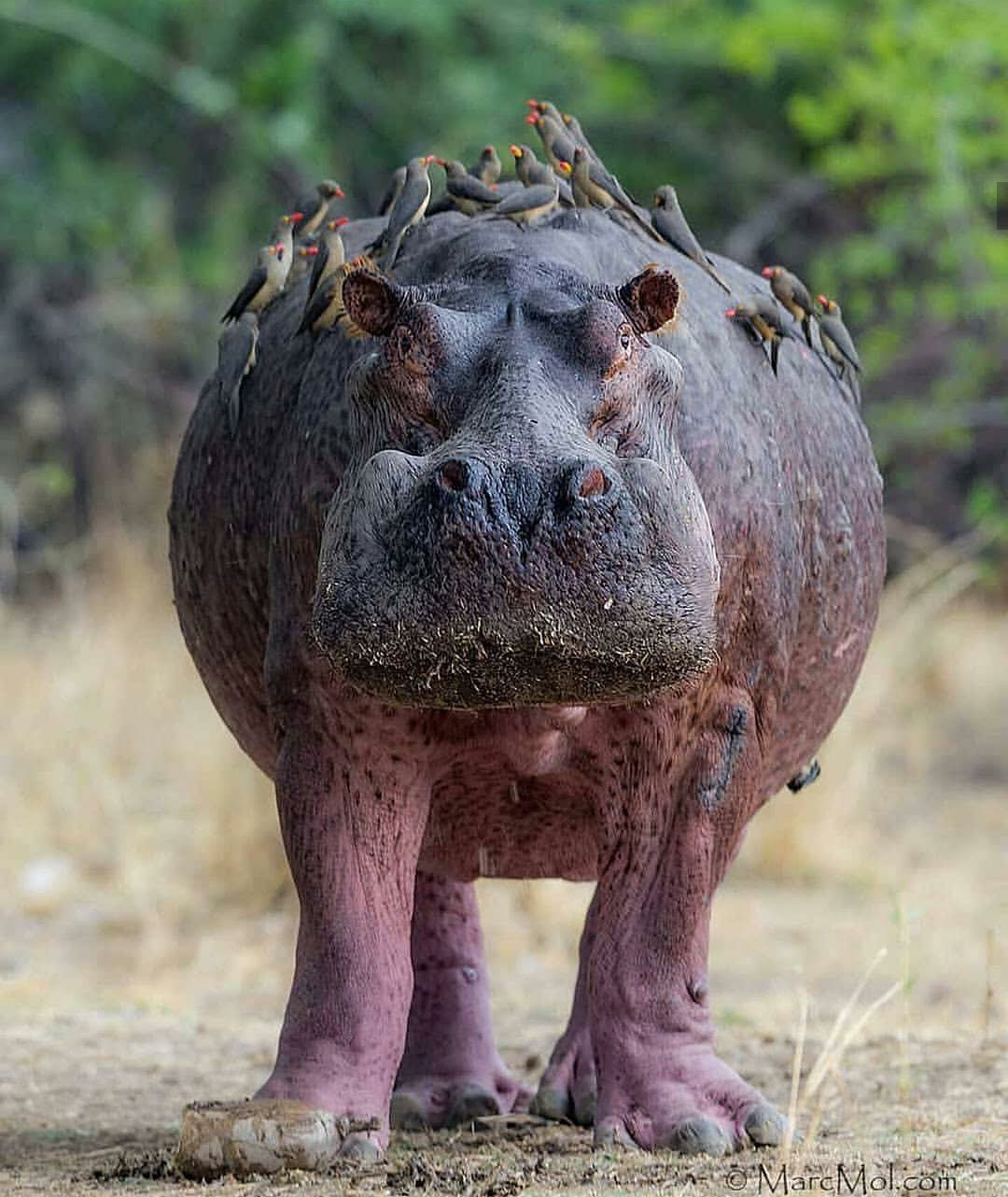 Hippo - , hippopotamus, Birds, Animals