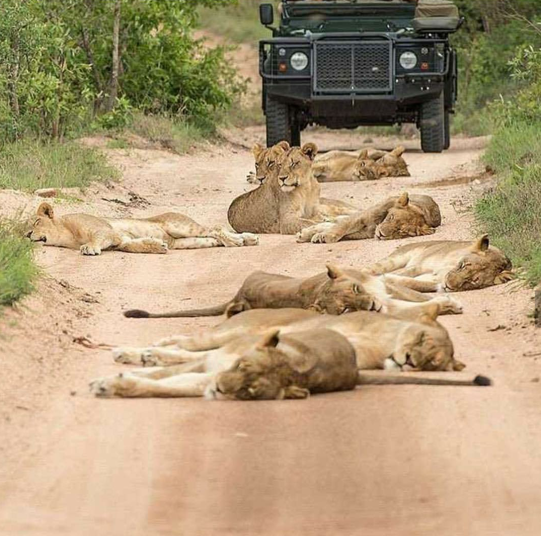 Lying policemen - a lion, Road