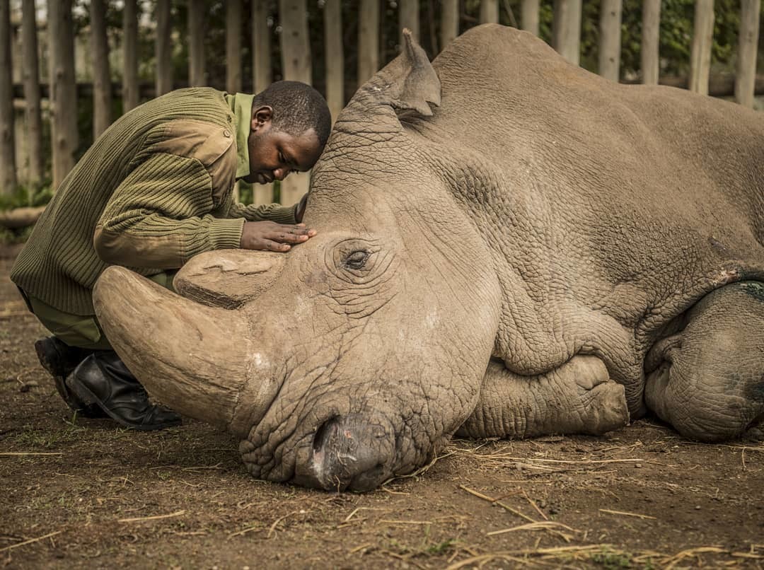 A ranger comforts the last male northern white rhinoceros, who is about to die. - White Rhinoceros, Rhinoceros, Kenya, Animals, Sadness, Death, The photo