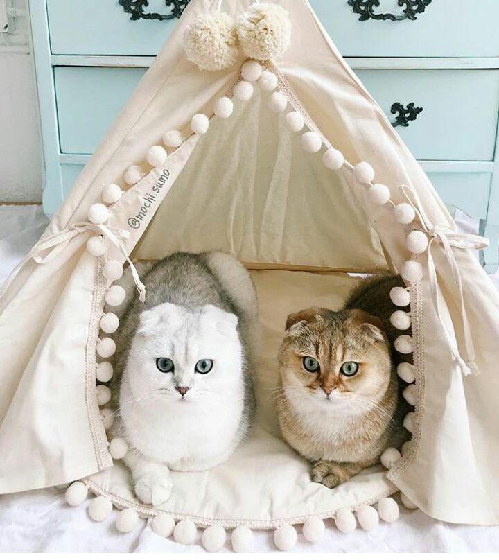 cat wigwam - cat, Wigwam, Cosiness, Milota, cat house, Toys for animals, Lop-eared, Pet house