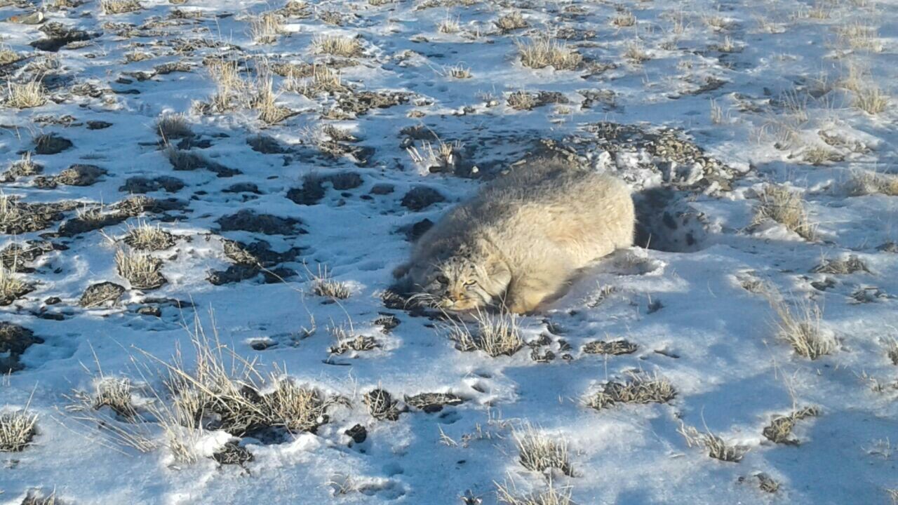 Do you like manul? - Pallas' cat, Altai, Animals, The photo, Snow, Altai Republic