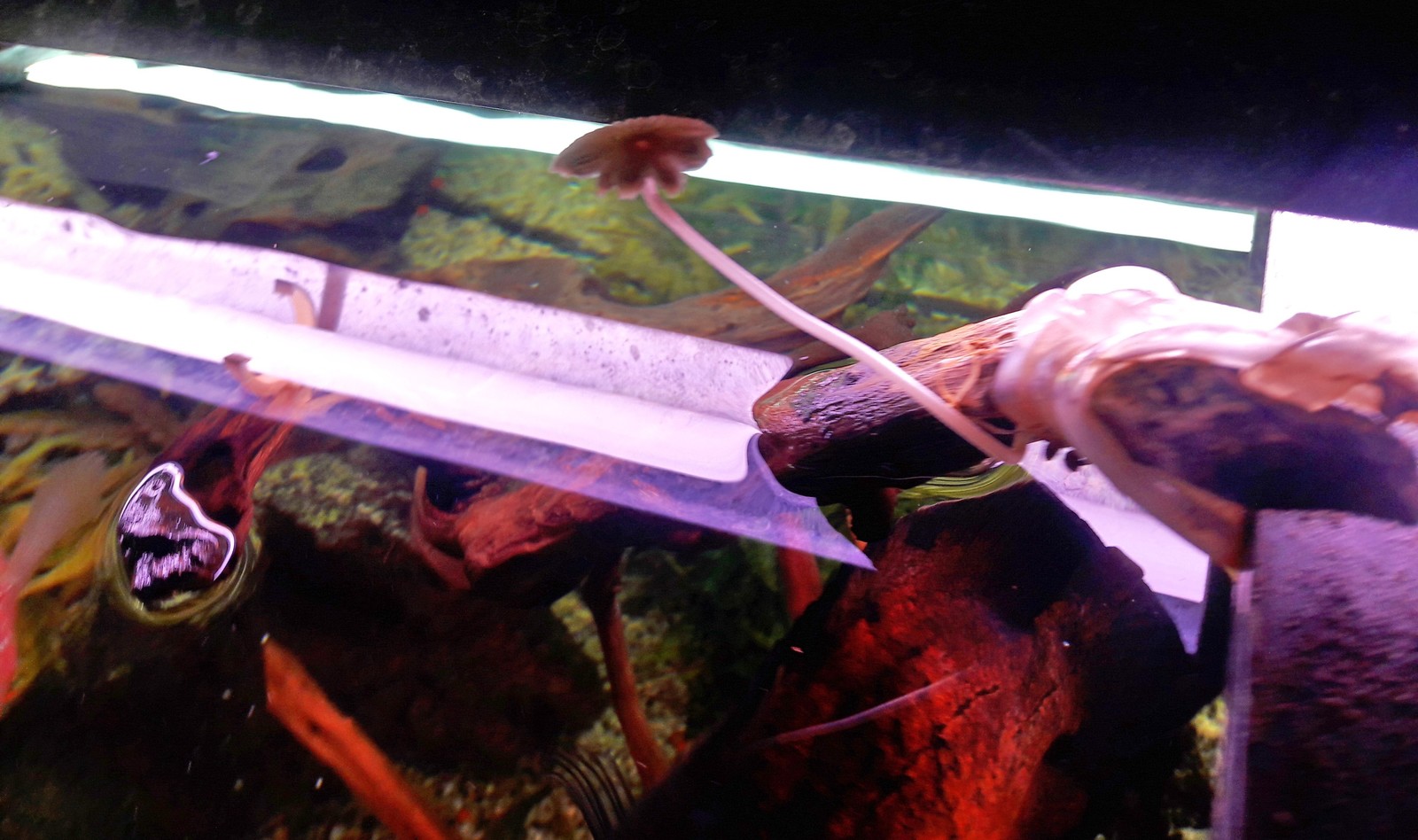 Mushroom on a snag in an aquarium - My, Aquarium, Mushrooms, Snag