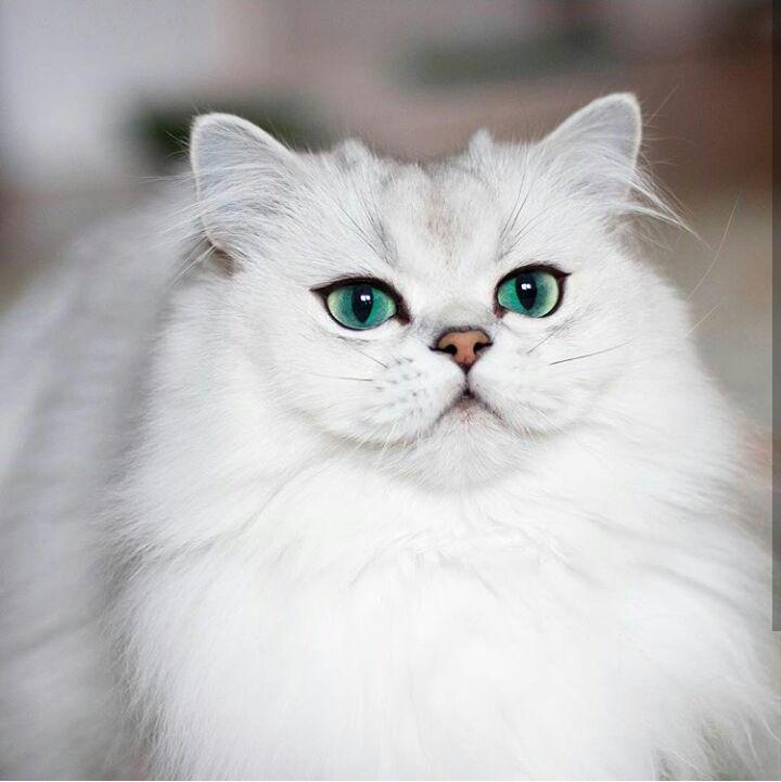 Reggie: a cat whose shooters any girl would envy - cat, Fluffy, Eyes, Milota, , , Instagram, Catomafia, Longpost