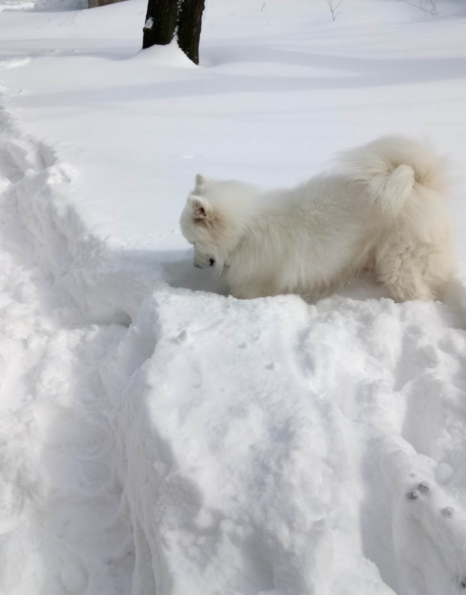 And we have winter again. - My, Samoyed, Dog, Winter, The photo, Longpost