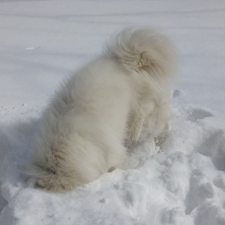 And we have winter again. - My, Samoyed, Dog, Winter, The photo, Longpost