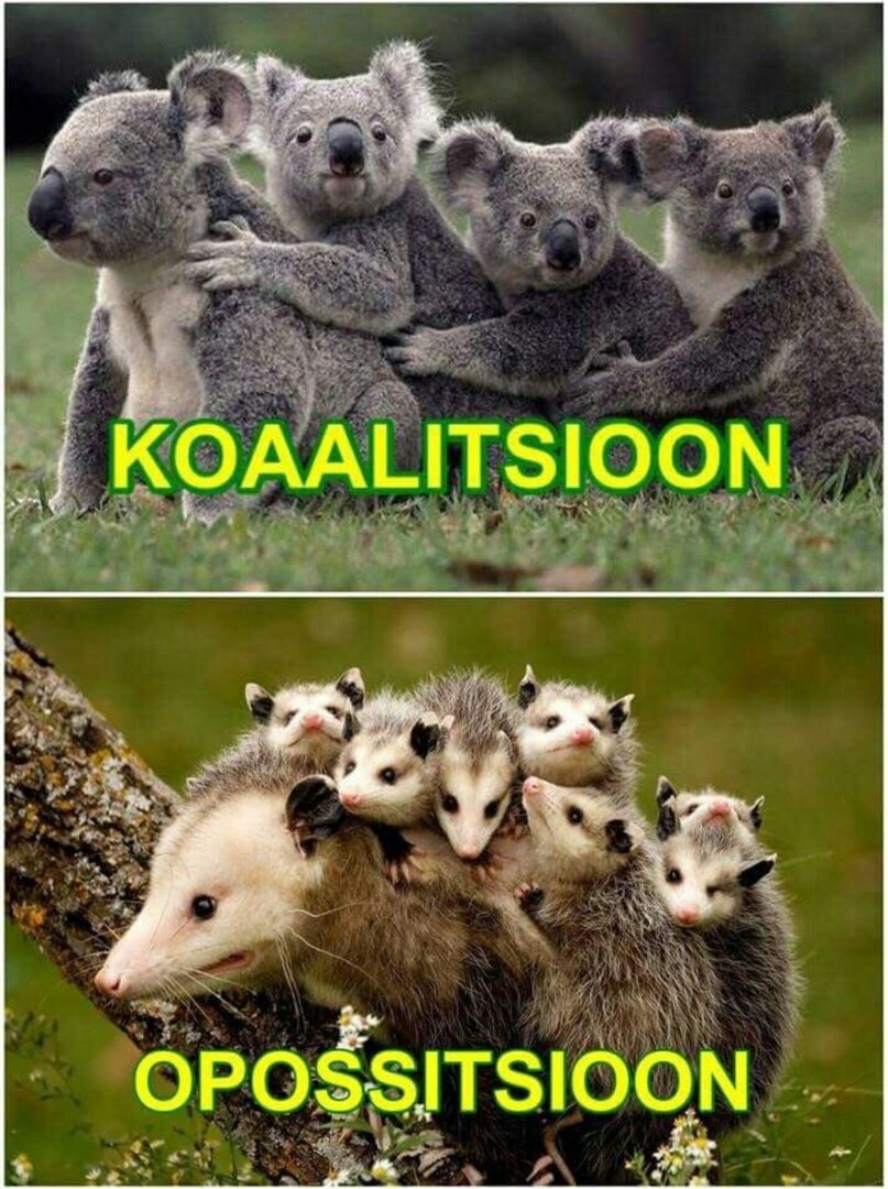 coalition - opposition - In contact with, From the network, Koala, Coalition, Opossum, Picture with text, Humor, Opposition