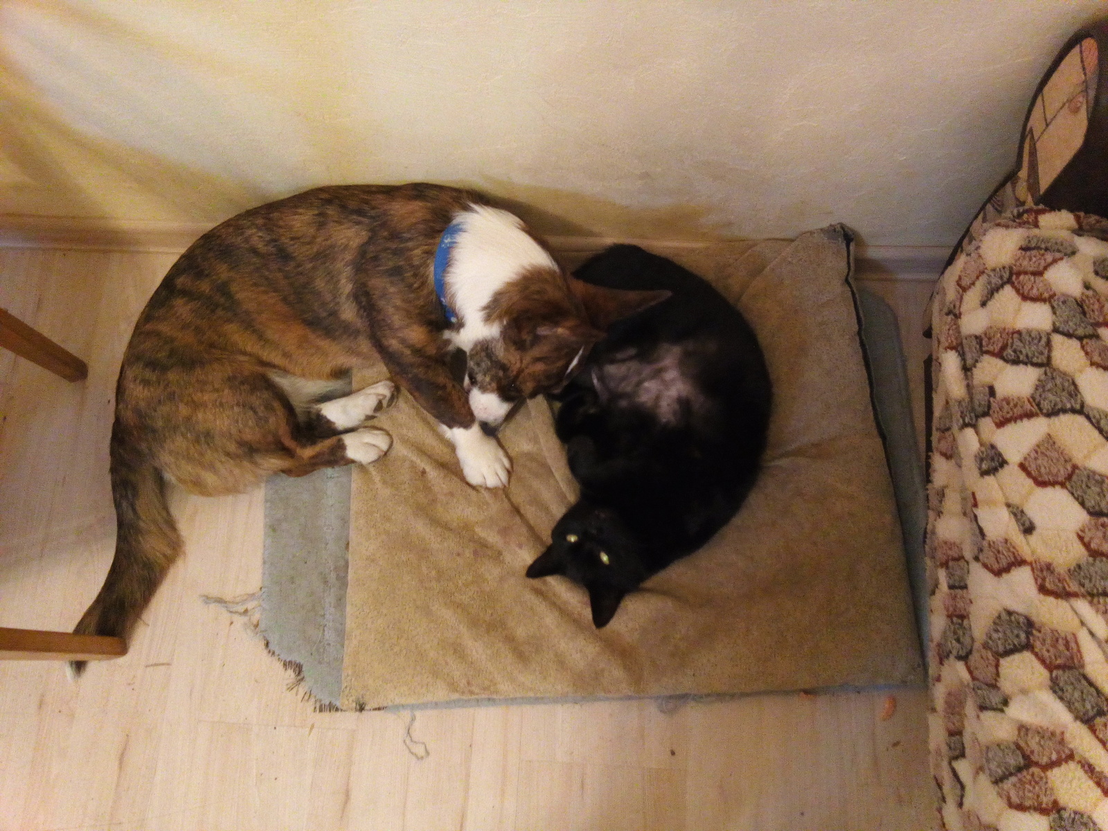 Like a cat with a dog - My, Pets, cat, Dog, Corgi