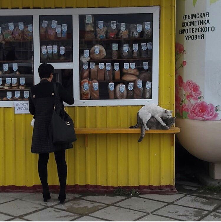 Buns with love - cat, Love, Bakery, The photo