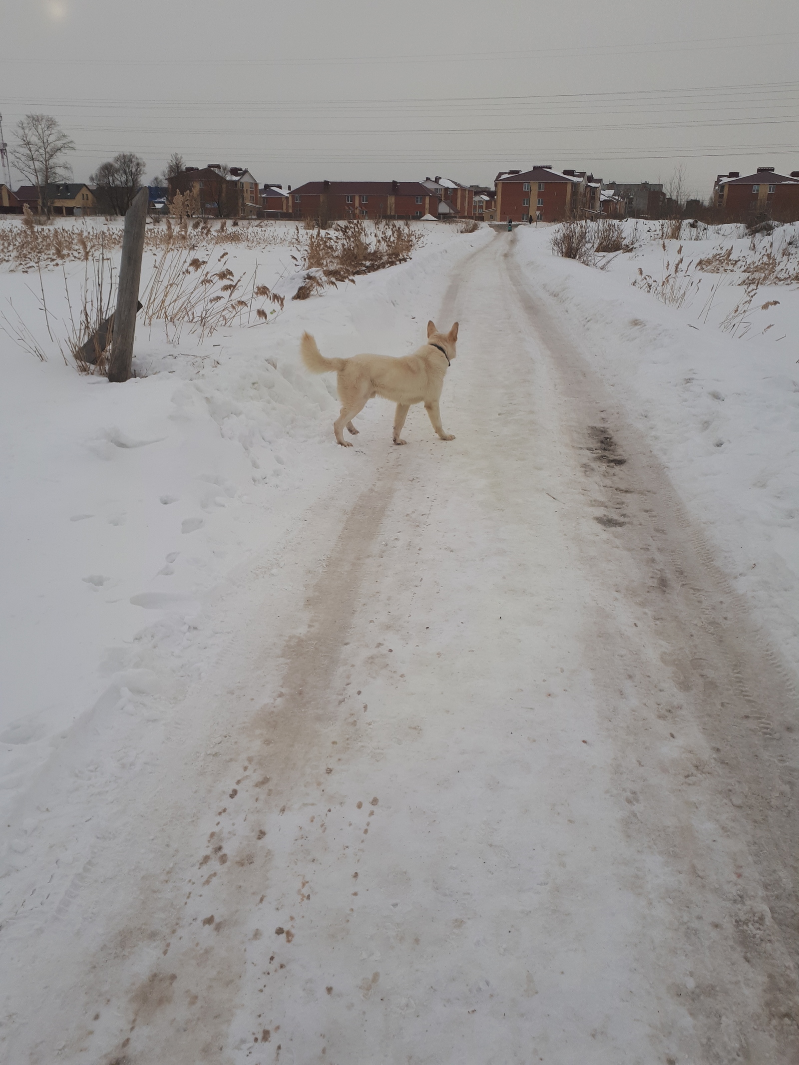 A dog on the way of children to kindergarten and school. - My, My, The photo, Longpost, Dog