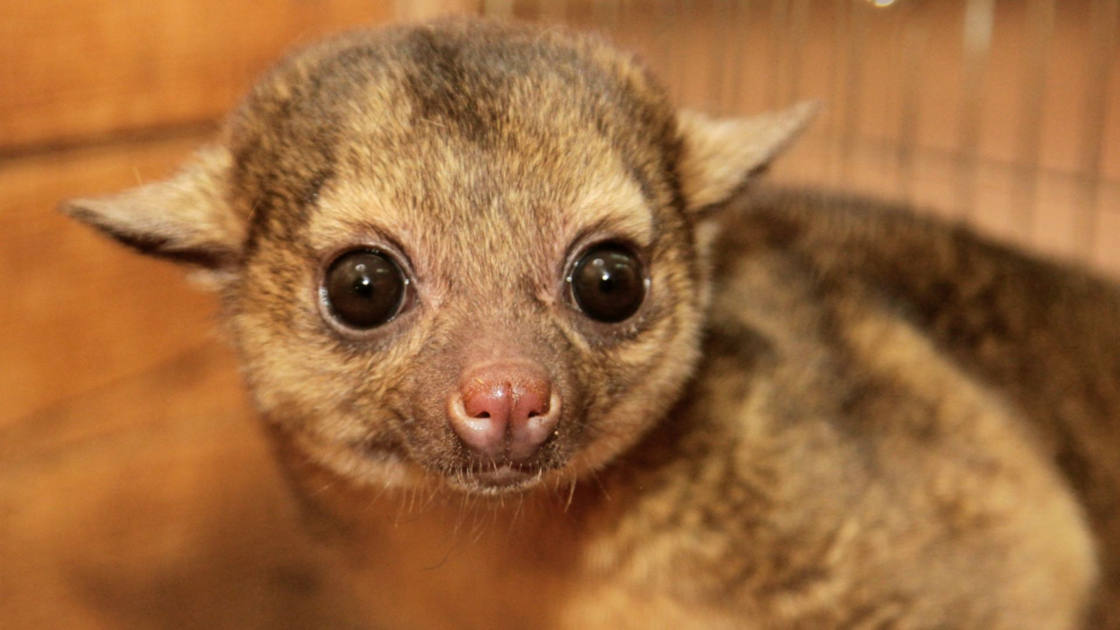 Kinkajou is a walking contradiction - Nature, Potto, Animals, The photo, Longpost