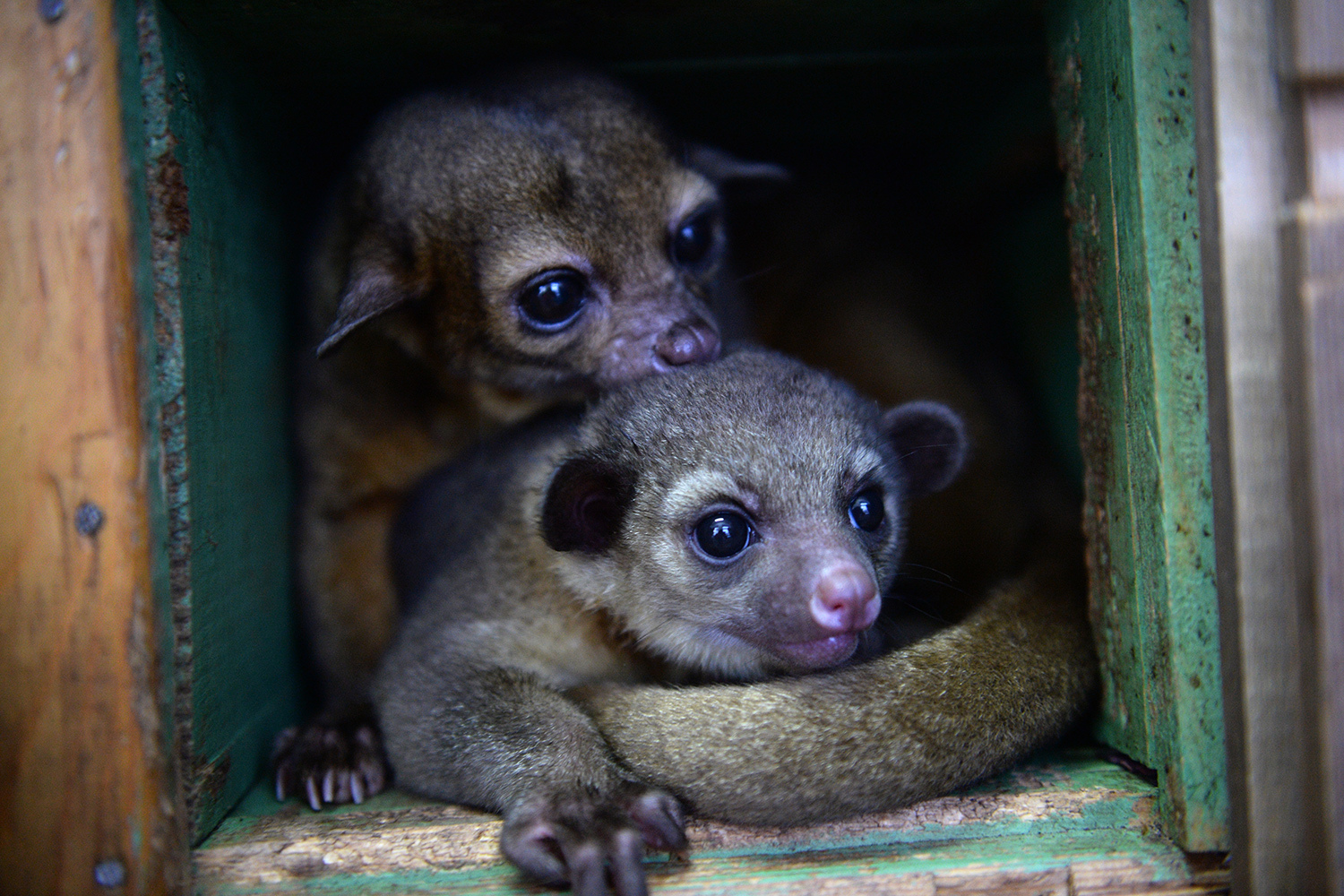 Kinkajou is a walking contradiction - Nature, Potto, Animals, The photo, Longpost