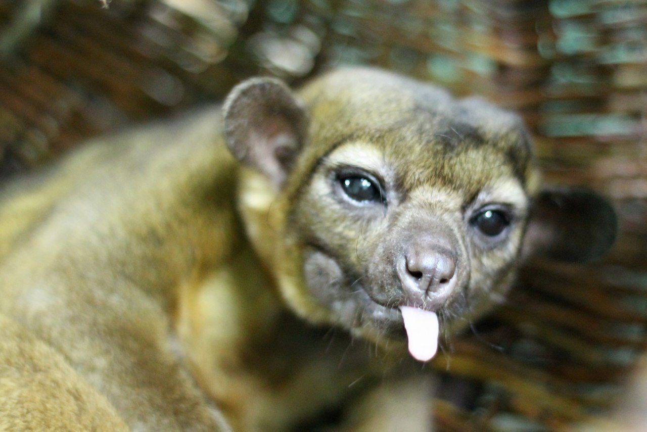 Kinkajou is a walking contradiction - Nature, Potto, Animals, The photo, Longpost