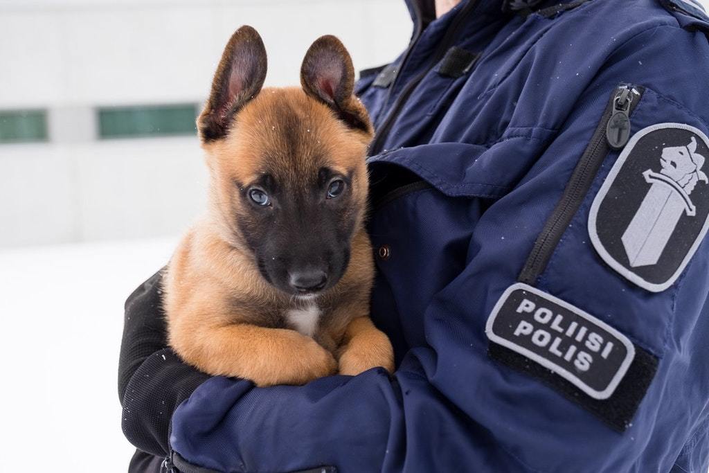 Finnish police just got a new trainee - Dog, Animals, Pets, Milota, Trainee, Finland, Reddit