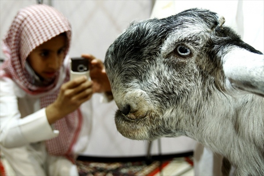 Damascus goats Shami: Arabian demons - My, Goat, Animals, Pets, Cattle