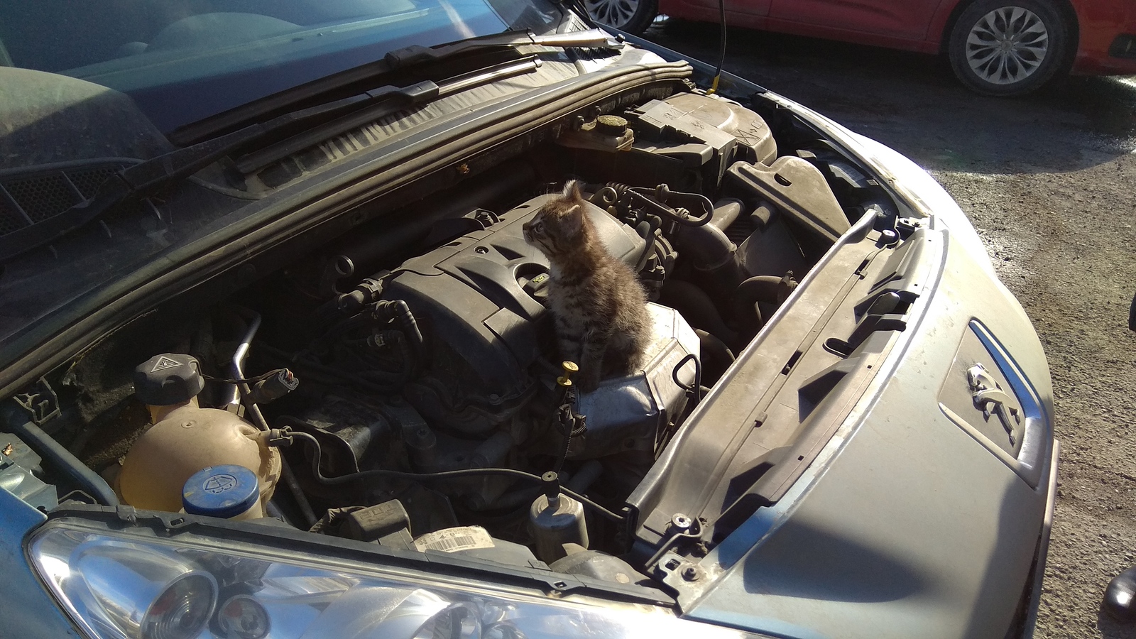 Oh those cats. - My, Kittens, Auto