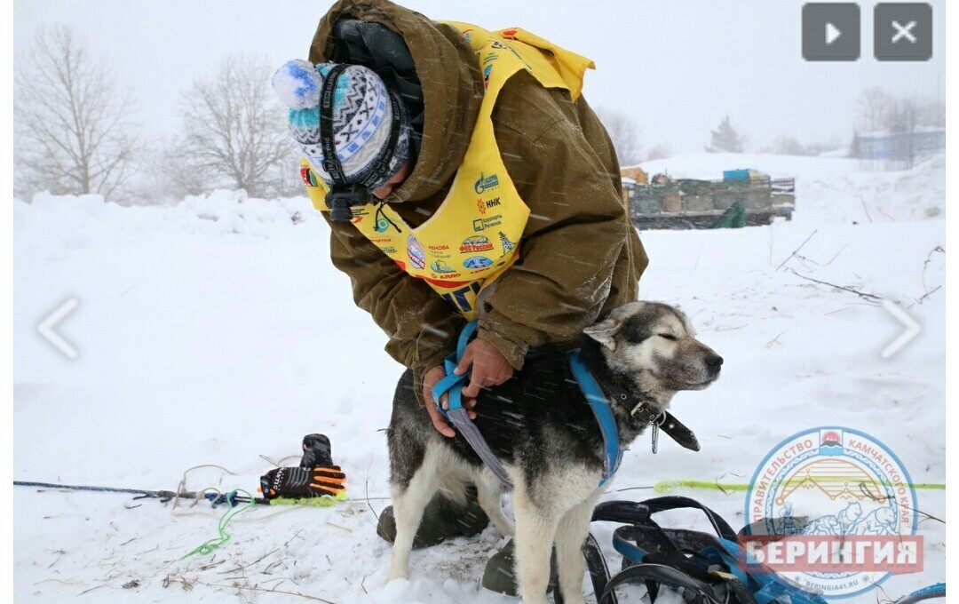 Beringia News 2018. - Beringia, Race, Dog sled, Kamchatka, Blizzard, , Longpost