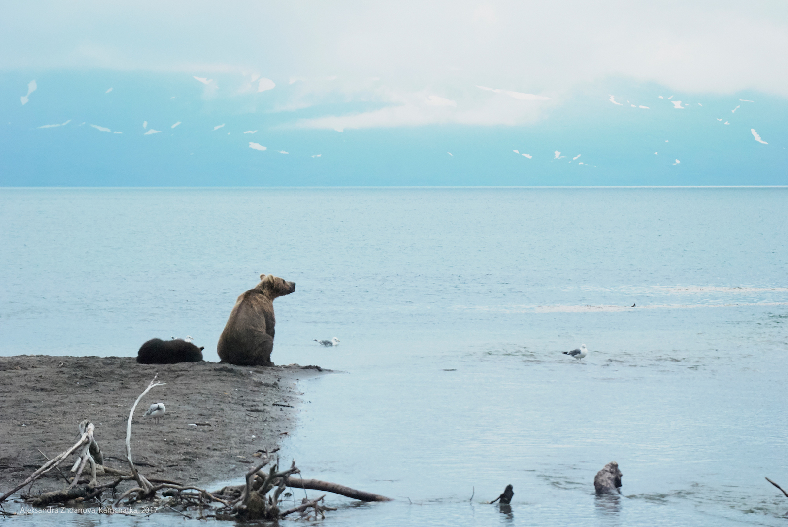 bear sadness - The national geographic, The photo, The Bears