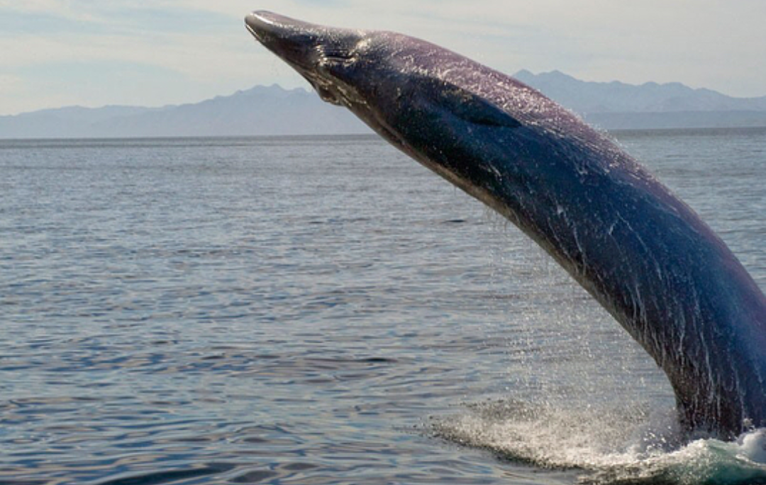 Flying Whale - Whale, Flight, The photo, Animals, Water