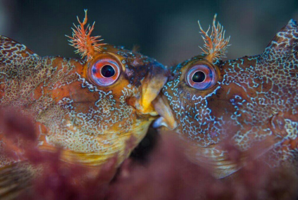 Best underwater photos of 2018 according to Underwater Photographer - The photo, Longpost, Underwater, Animals, Under the water