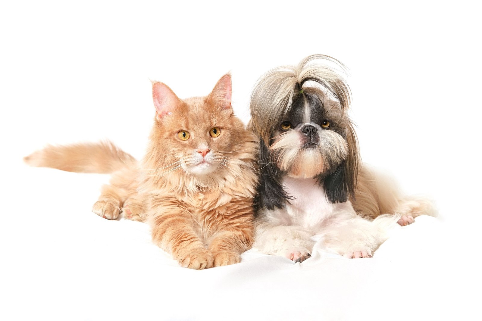 A day in the life of a cat. - My, cat, Maine Coon, Shih Tzu, Dog