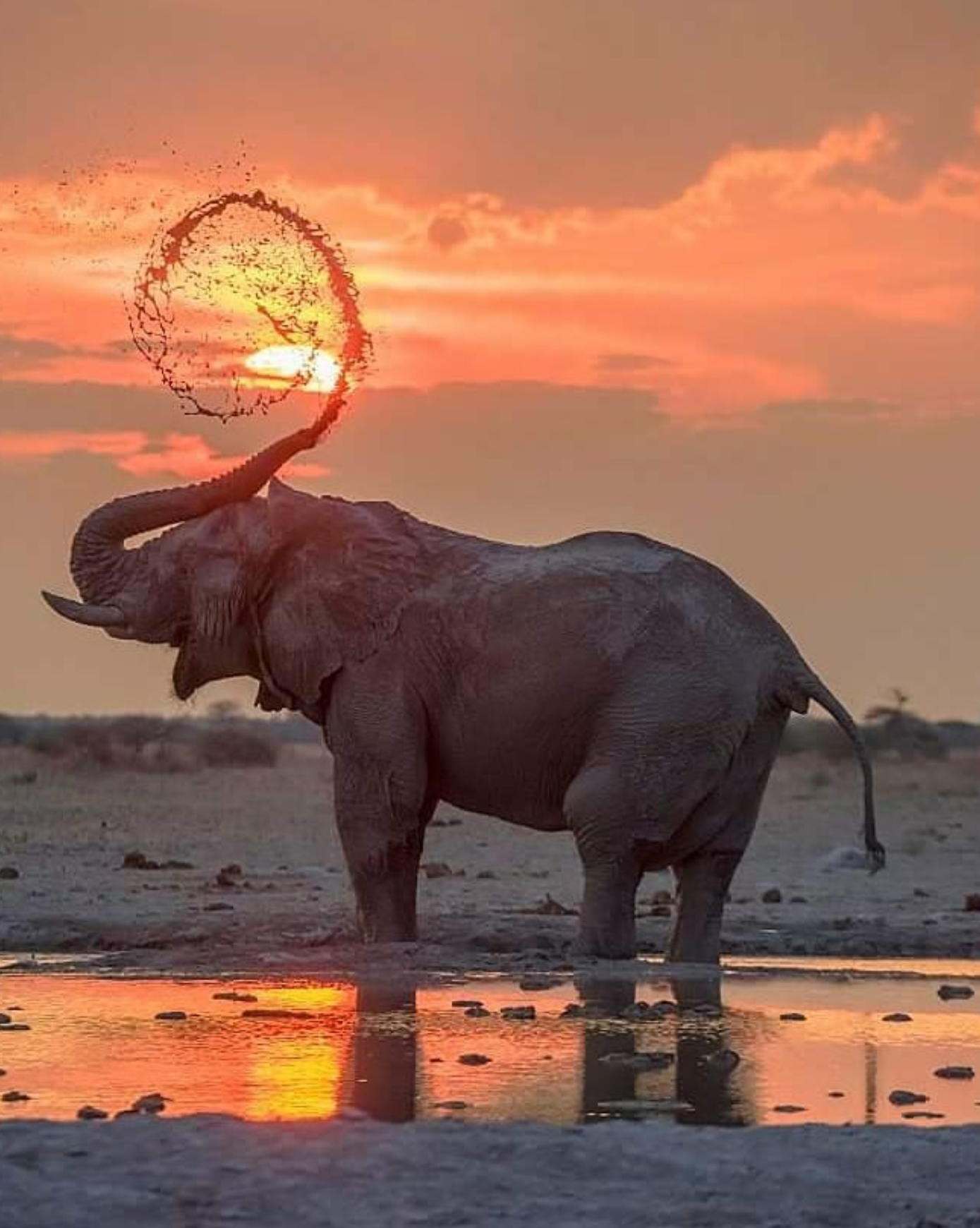 This elephant could be in a shampoo commercial. - Elephants, Water, Trunk, Bathing, Advertising, Shampoo, The photo, Spray