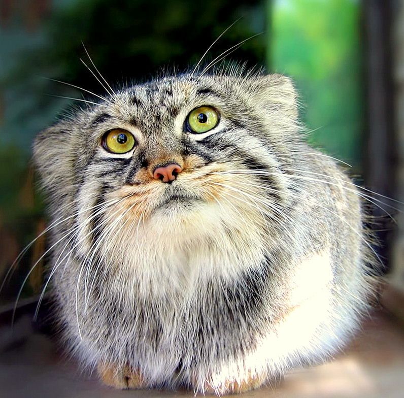 Steppe cat Manul - cat, Wild animals, Predator, The photo, Longpost, Pallas' cat