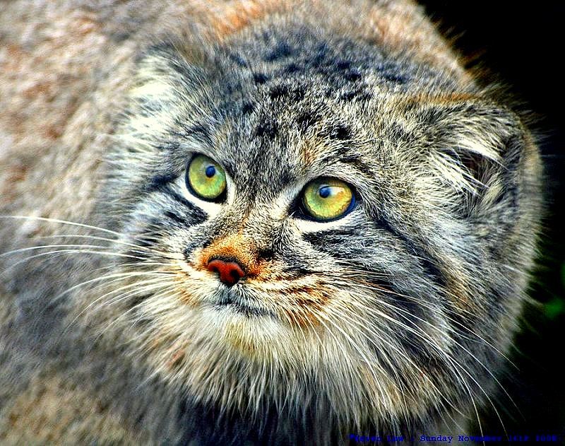 Steppe cat Manul - cat, Wild animals, Predator, The photo, Longpost, Pallas' cat